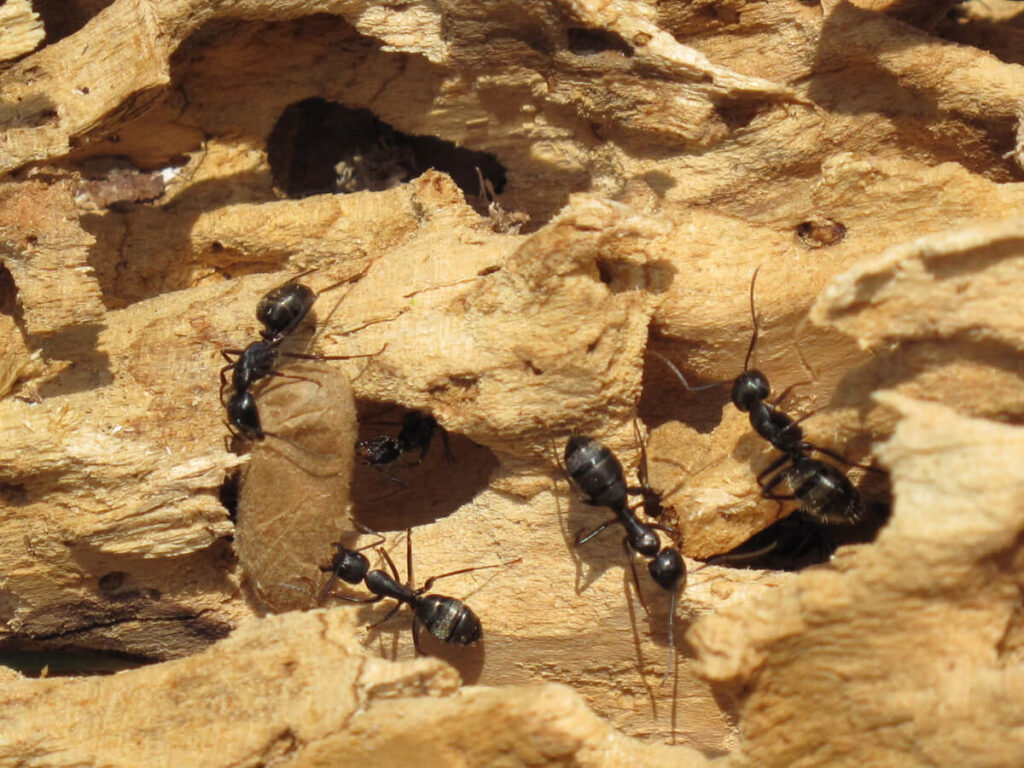 Carpenter ant damage