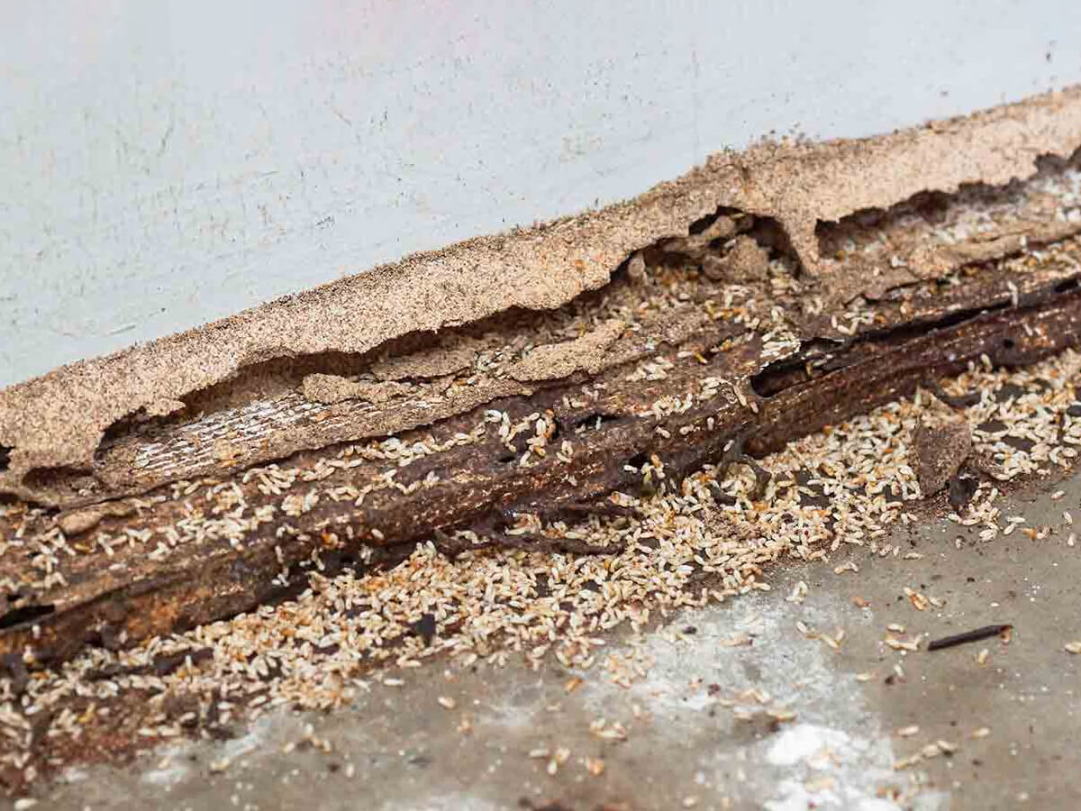 Wood destroying fungus treatment black water consulting services