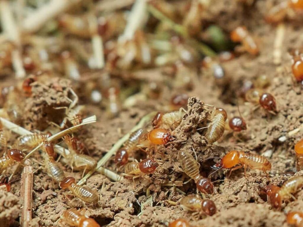 Formosan subterranean termite