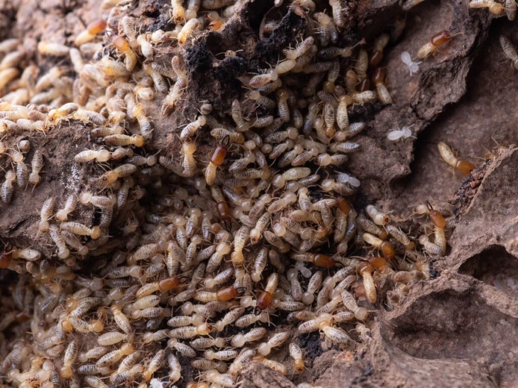 Native Eastern Subterranean Termites