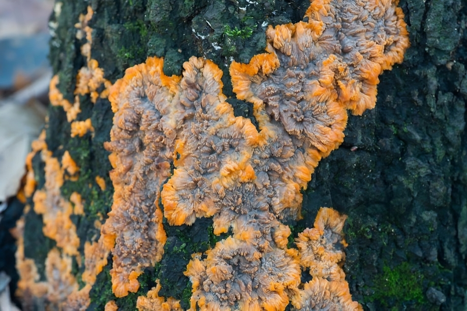 Wood Decaying Fungi