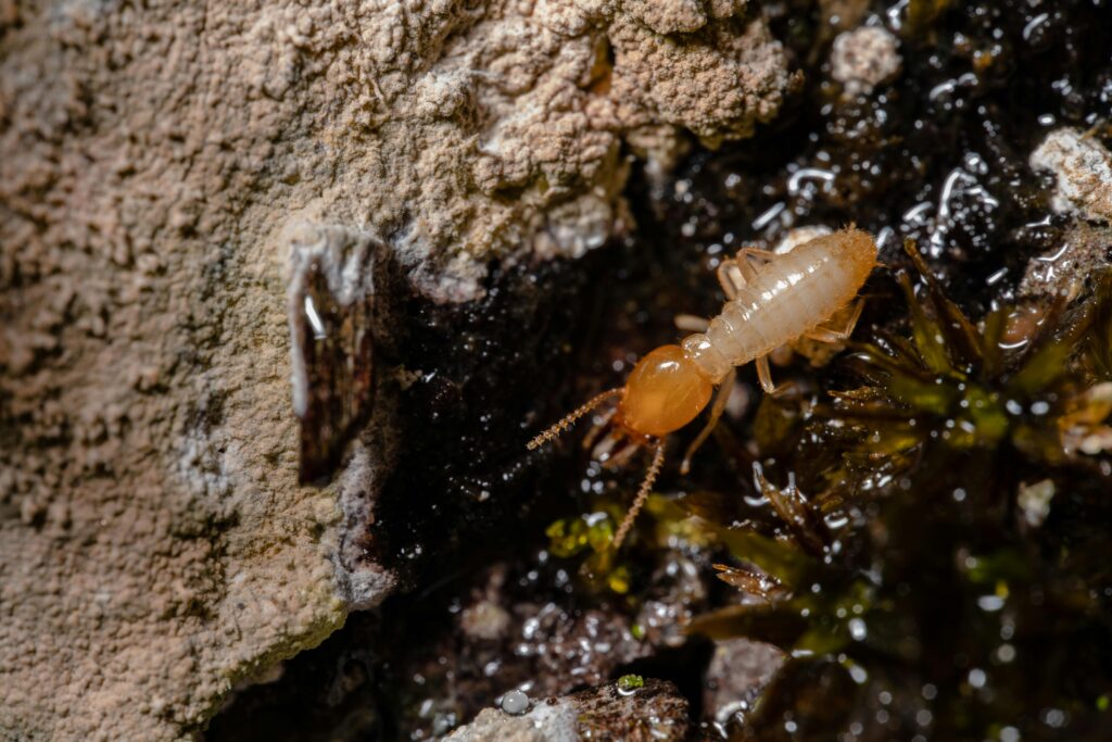 Termite Insurance Claim Lawyer In The Southeastern US