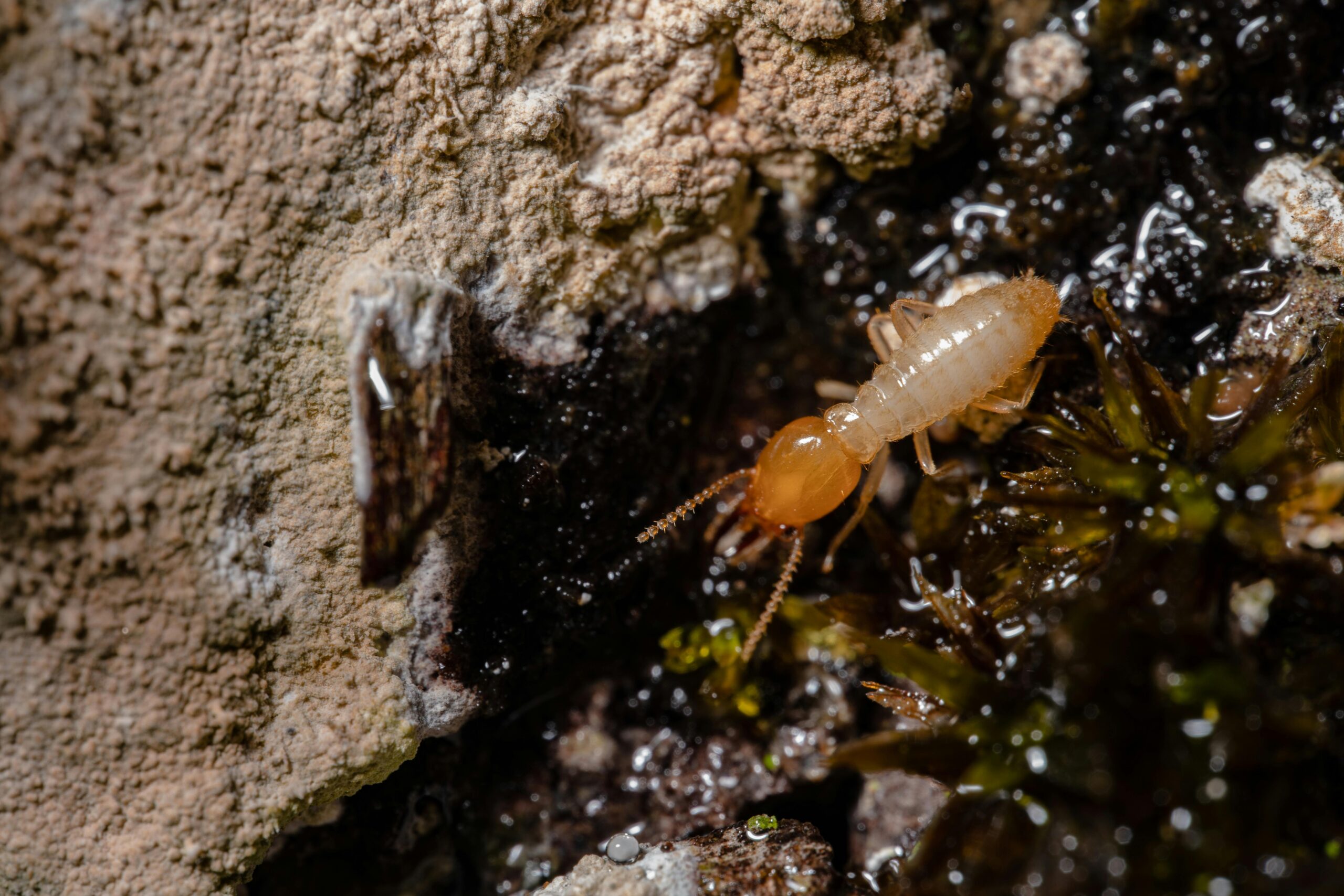 Why a Termite Insurance Claim Lawyer Is Your Secret Weapon?
