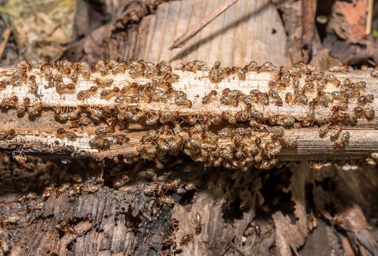 wood-destroying insect