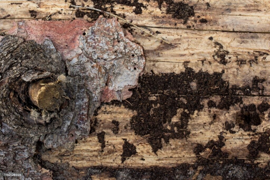 wood infestation report expert