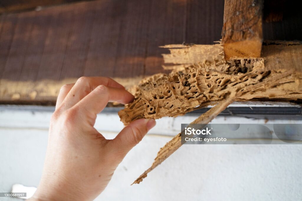 Expert Witness on Termites