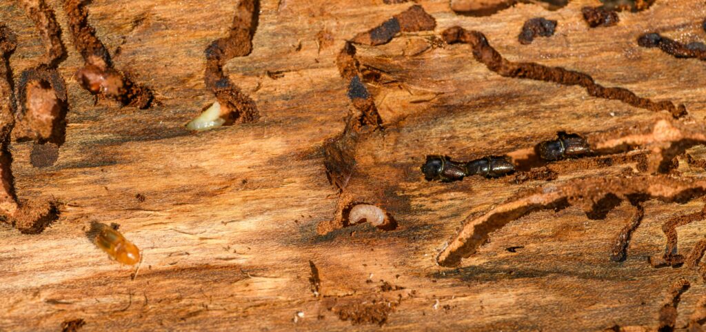 Construction defects decay fungi