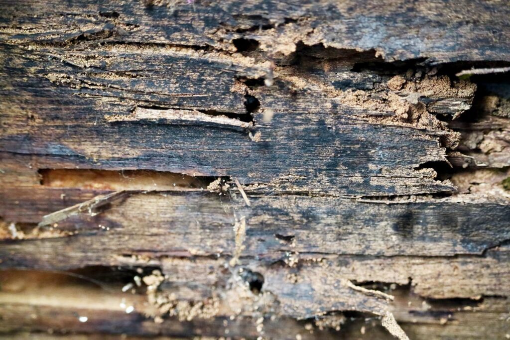 Termite damage