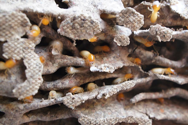 Termites damage in North Carolina