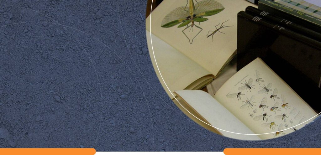 Wood-Destroying Insect Report