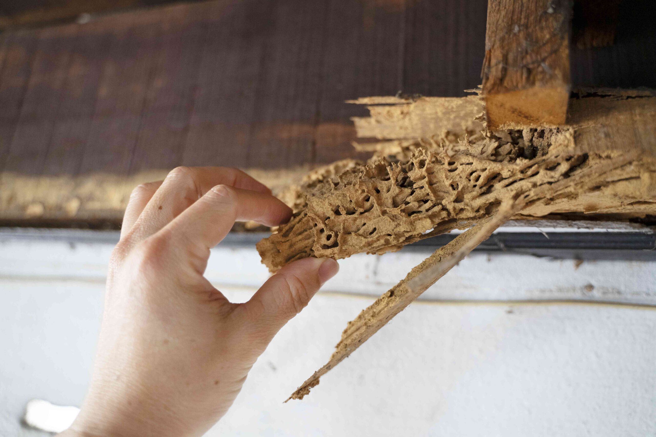 Why Professional Wood Damage Evaluations Support Better Property Decisions